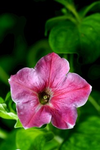 娇艳粉色矮牵牛花