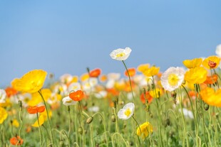 花海烂漫多彩花朵绽放