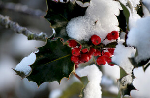 雪覆冬青红果景致