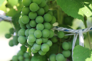 青葡萄挂于带刺铁丝上