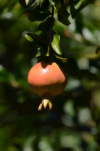 枝头的诱人石榴果