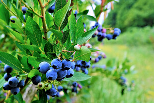 枝头饱满的蓝莓果实