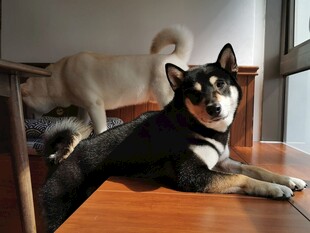 柴犬