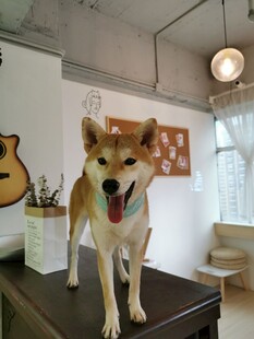 柴犬