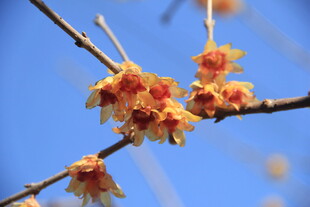 梅花