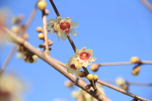 梅花