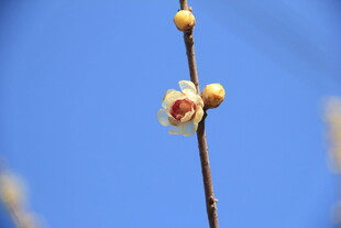 梅花
