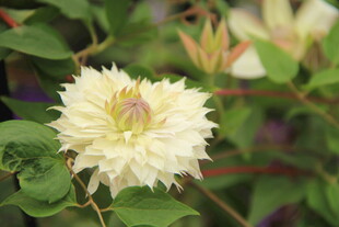 大丽花