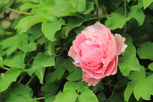 玫瑰花