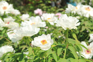 牡丹花
