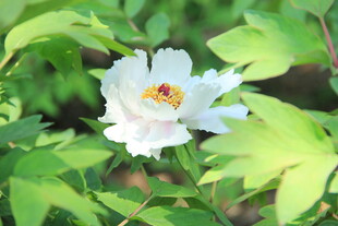牡丹花