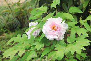 牡丹花