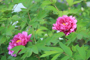 芍药