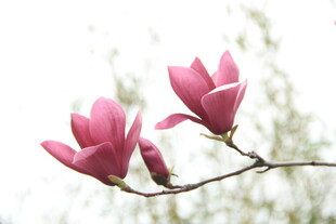 玉兰花