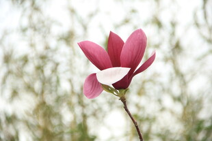 玉兰花