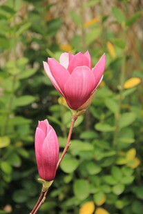 玉兰花
