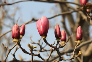 玉兰花