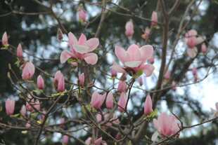玉兰花