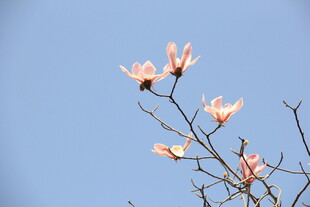 玉兰花