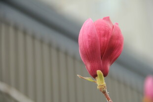 玉兰花