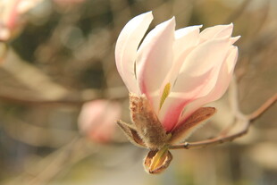 玉兰花
