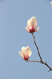 玉兰花