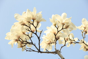 玉兰花