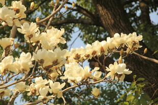玉兰花