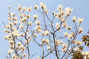 玉兰花