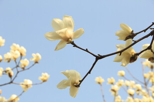 玉兰花