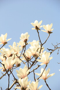 玉兰花