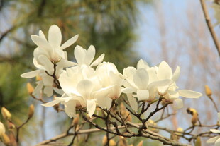 玉兰花