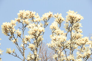 玉兰花