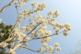 玉兰花