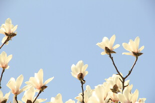 玉兰花