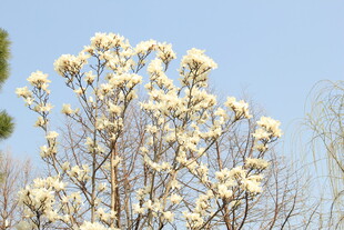 玉兰花