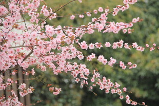 樱花