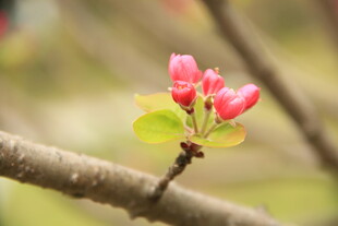 海棠花