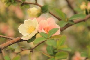 海棠花