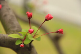 海棠花