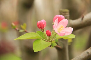 海棠花