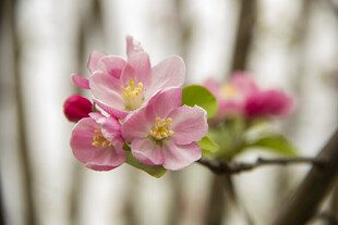 苹果花