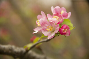 苹果花