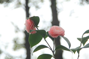 山茶花