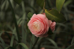 山茶花