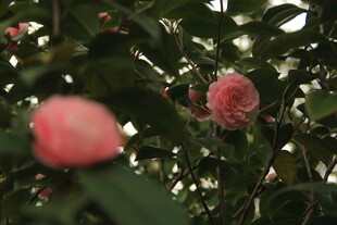 山茶花