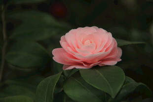 山茶花