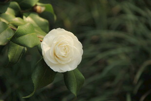 山茶花
