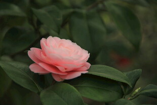山茶花