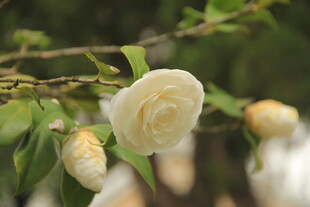 山茶花